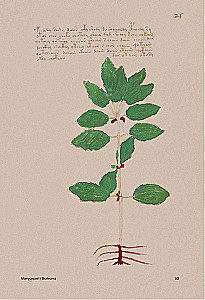 Der Voynich-Manuskript