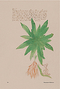 Der Voynich-Manuskript