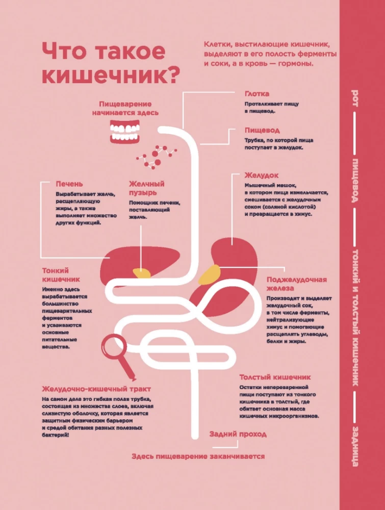 O, ten jelit. Przewodnik po układzie pokarmowym i jego mieszkańcach