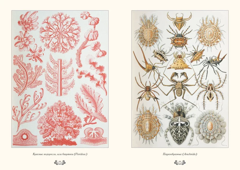 Gamtos formų grožis