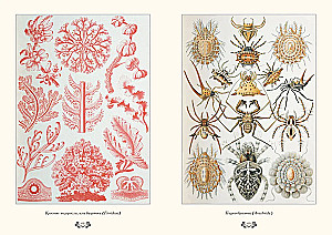 Gamtos formų grožis