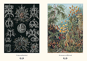 Gamtos formų grožis