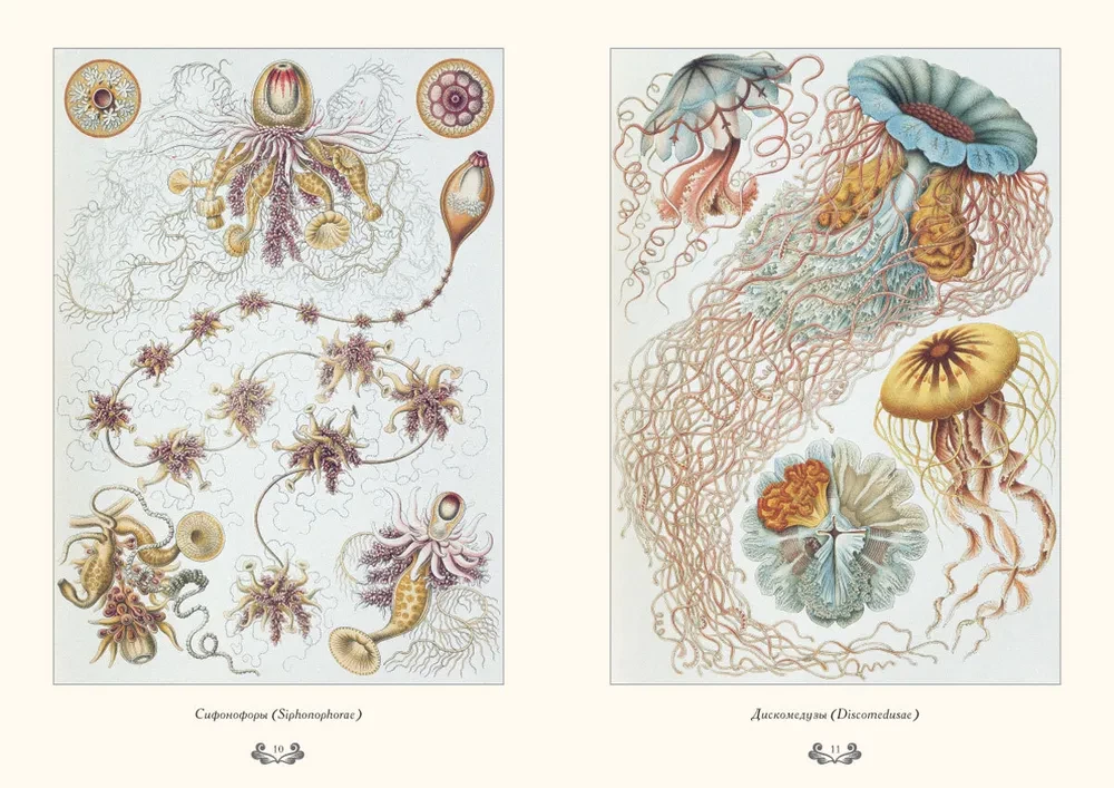 Gamtos formų grožis