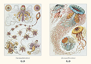 Gamtos formų grožis