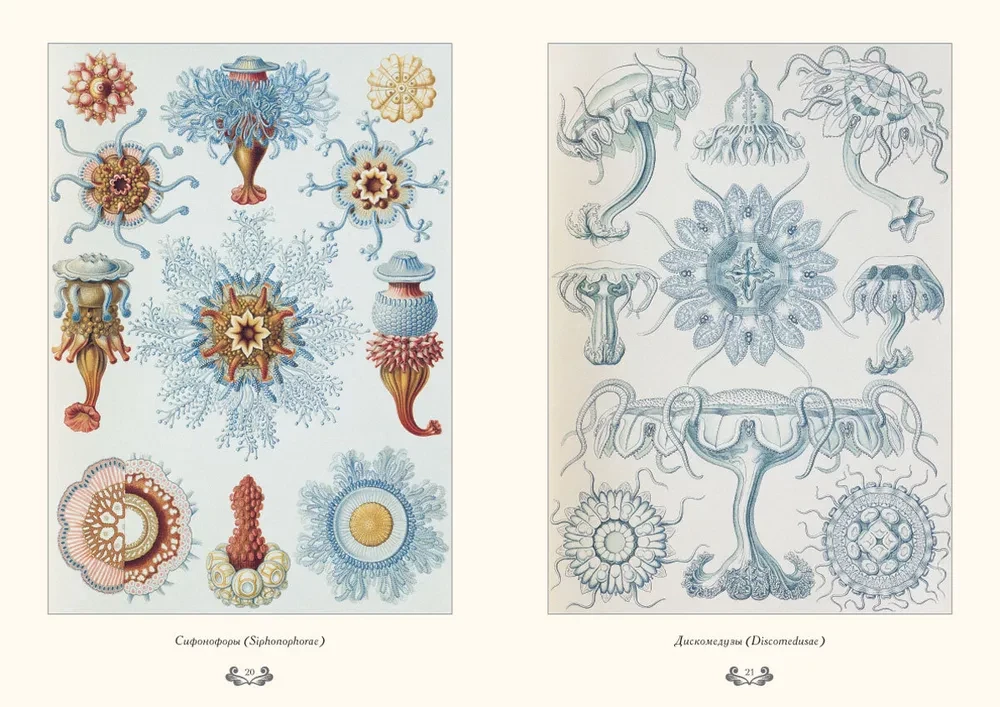 Gamtos formų grožis