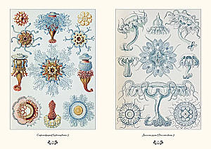 Gamtos formų grožis