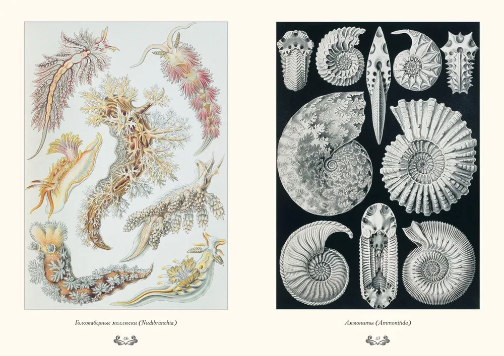 Gamtos formų grožis