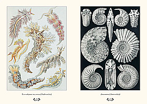 Gamtos formų grožis