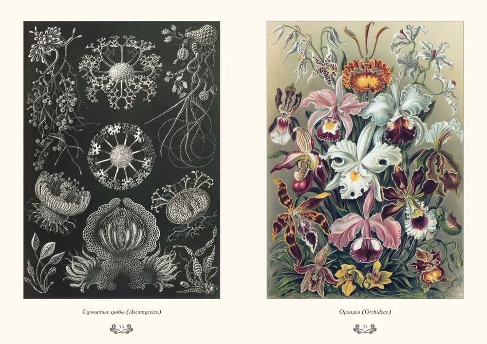 Gamtos formų grožis