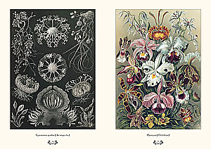 Gamtos formų grožis