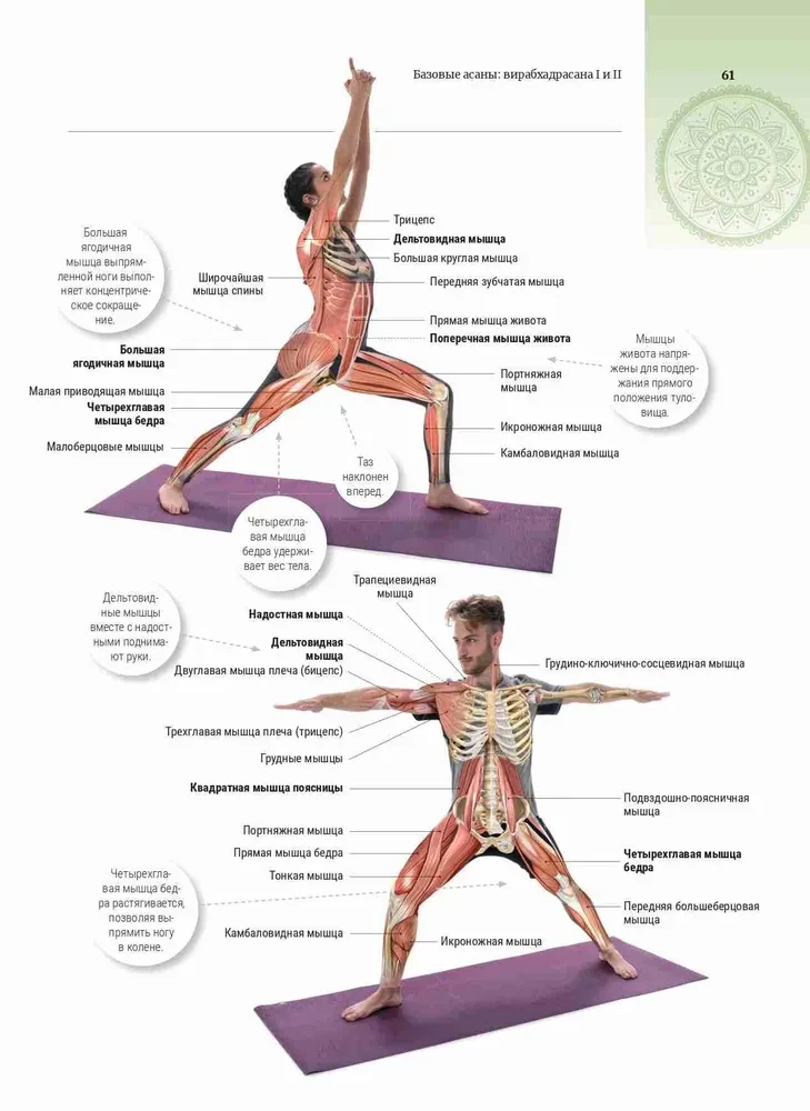 Anatomie und Yoga