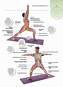 Anatomie und Yoga