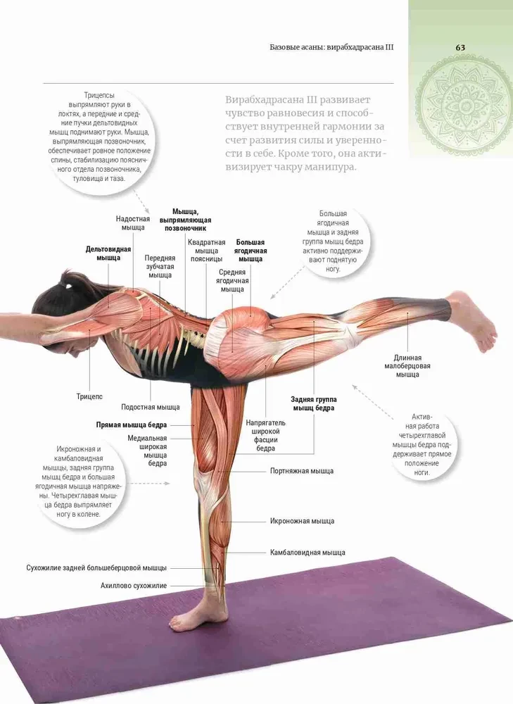 Anatomie und Yoga