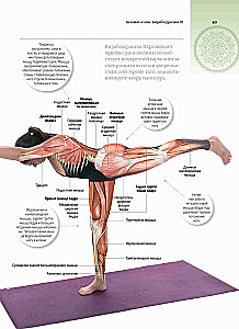 Anatomie und Yoga