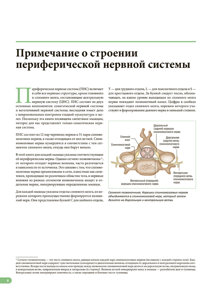 Raumenų anatomija. Iliustruotas vadovas