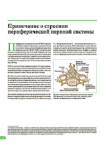 Raumenų anatomija. Iliustruotas vadovas