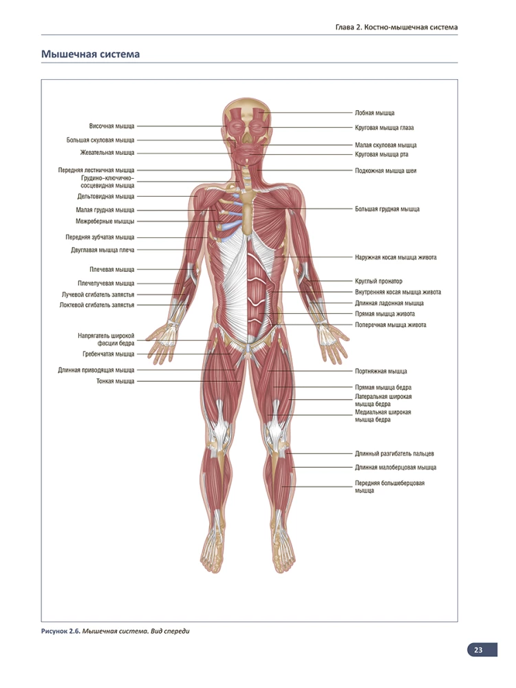 Raumenų anatomija. Iliustruotas vadovas
