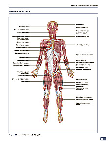 Raumenų anatomija. Iliustruotas vadovas
