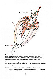 Анатомия йоги: как работают мышцы