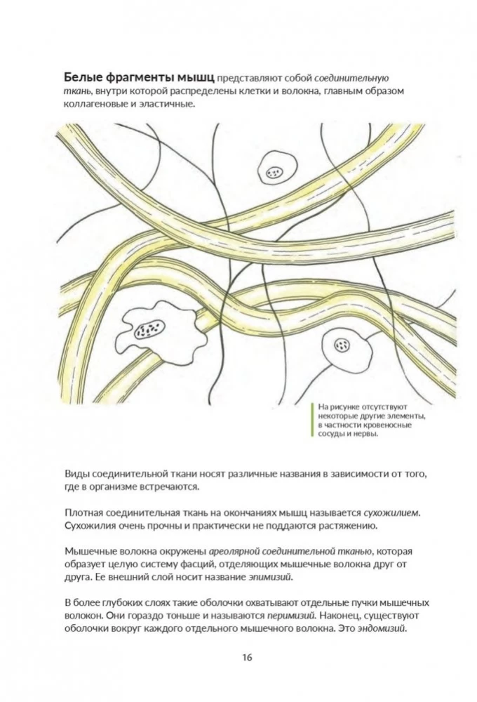 Анатомия йоги: как работают мышцы