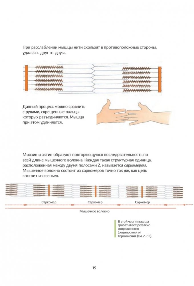 Анатомия йоги: как работают мышцы