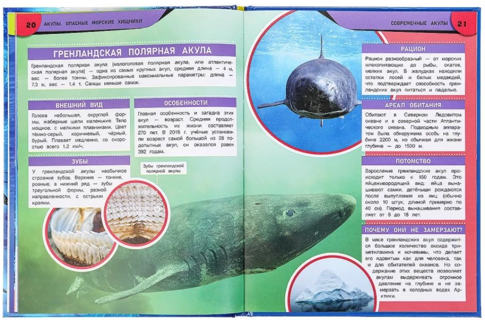 Rekiny. Niebezpieczne morskie drapieżniki