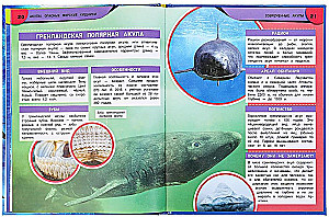 Rekiny. Niebezpieczne morskie drapieżniki