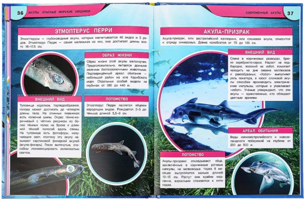 Rekiny. Niebezpieczne morskie drapieżniki