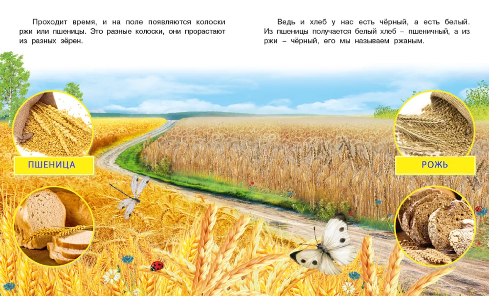 How Bread Comes to Be