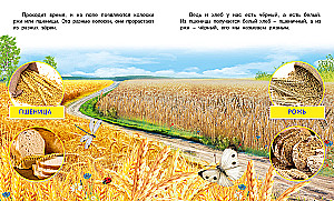 How Bread Comes to Be