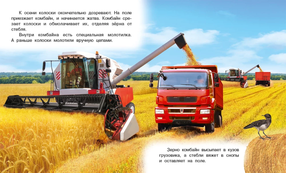 How Bread Comes to Be