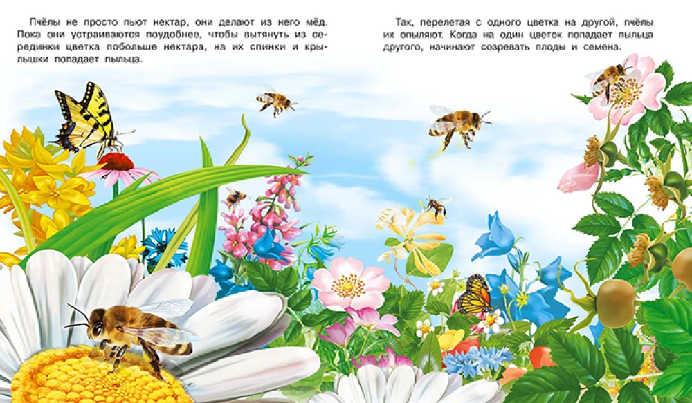 How a Flower Appears