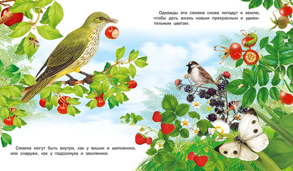 How a Flower Appears