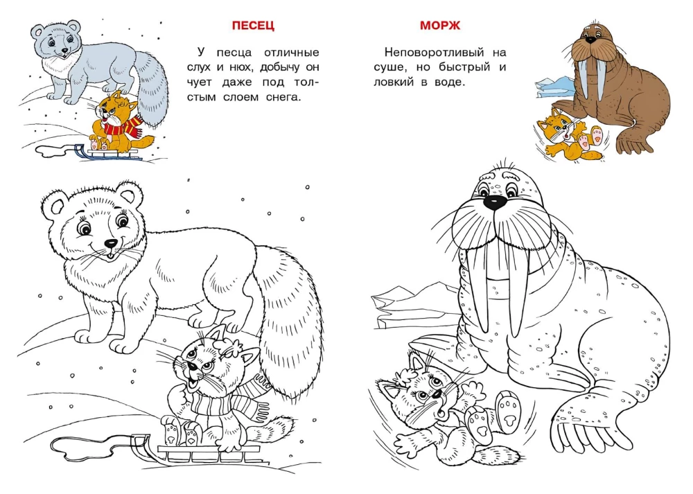 Arctica and Antarctica. Cat Atlas