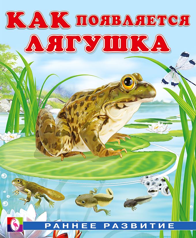 Wie entsteht ein Frosch