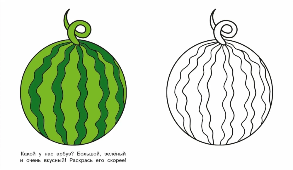 The Squirrel Cub. Look and Color