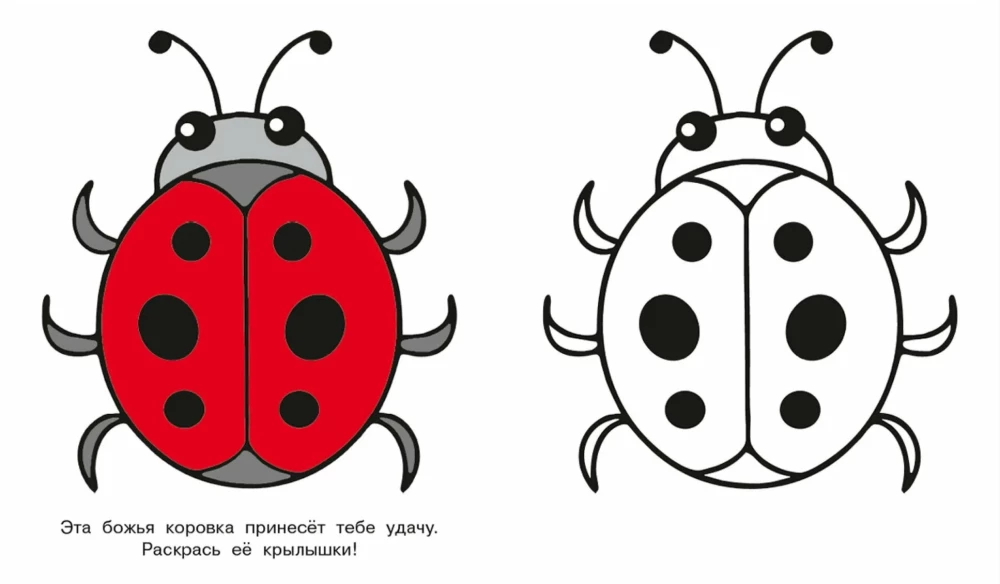 The Squirrel Cub. Look and Color