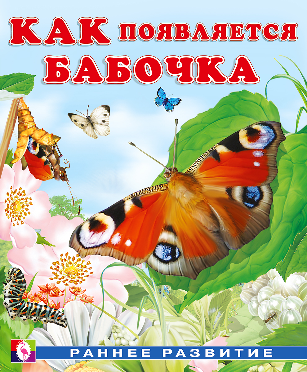 Wie entsteht ein Schmetterling