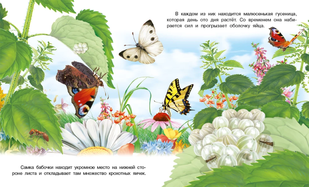 How a Butterfly Appears