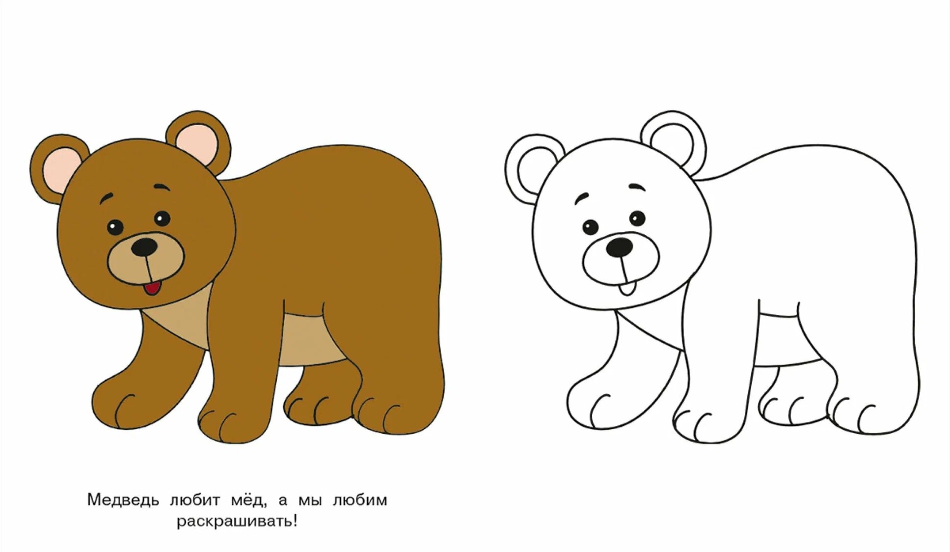 Bear Cub. Look and Color