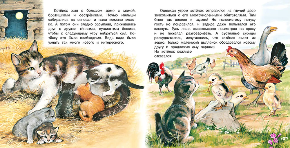 The Adventures of a Kitten