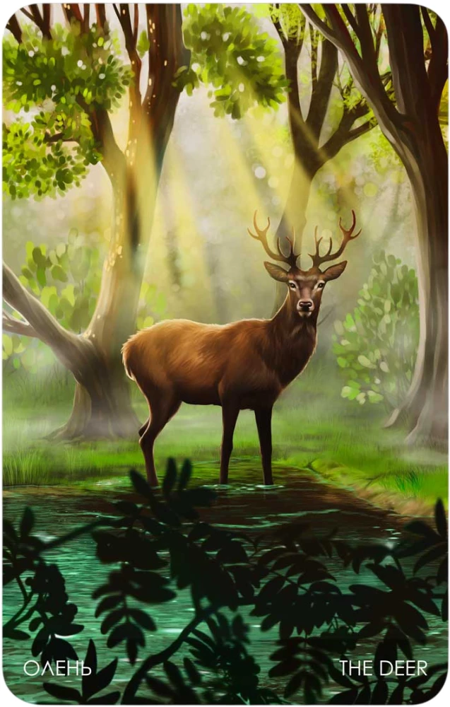 Oracle - Walk Through the Forest (36 cards + guide)