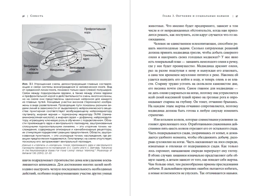 Совесть: Происхождение нравственной интуиции
