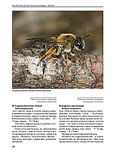 Insects of Meadows, Fields, and Forest Edges