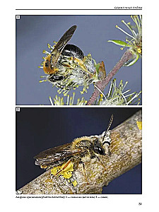 Insects of Meadows, Fields, and Forest Edges