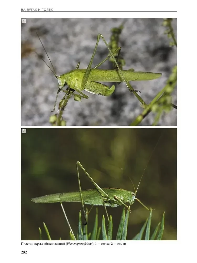 Insects of Meadows, Fields, and Forest Edges