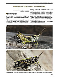 Insects of Meadows, Fields, and Forest Edges