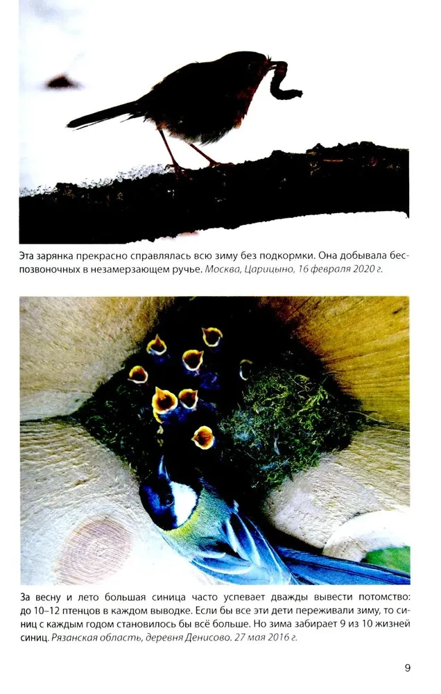 Birds at Feeders. Feeding and Attracting