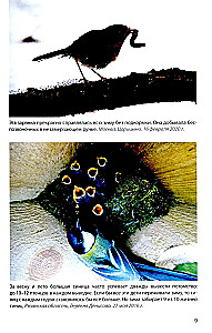 Birds at Feeders. Feeding and Attracting