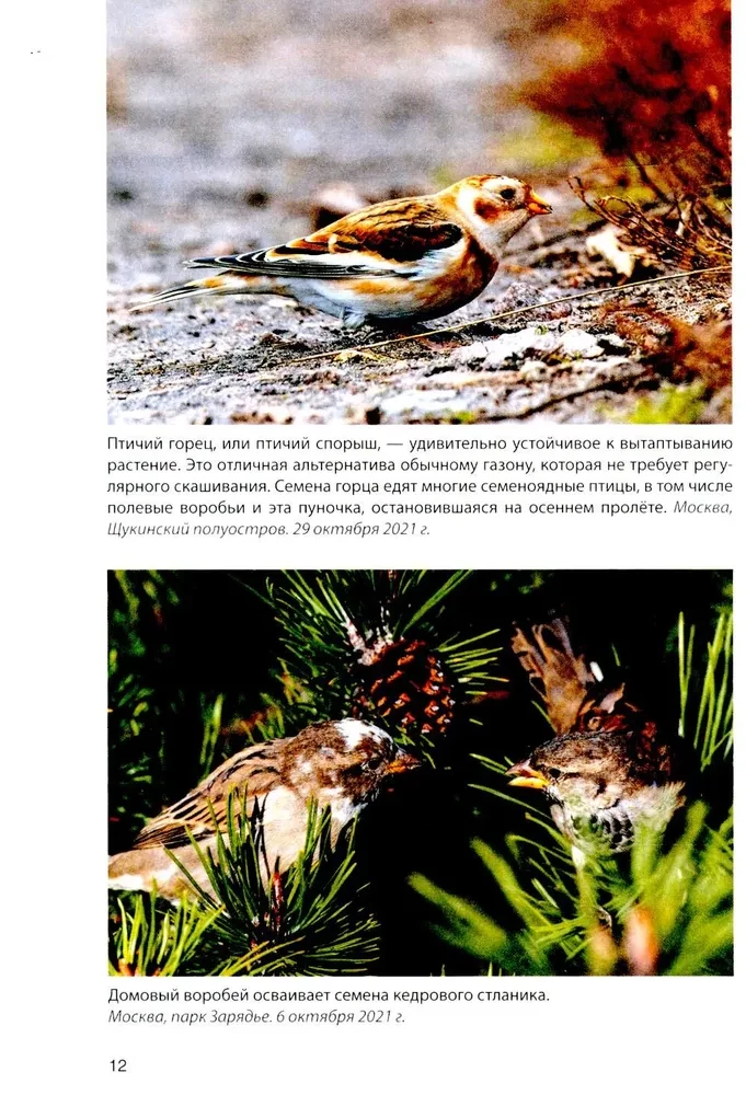 Birds at Feeders. Feeding and Attracting